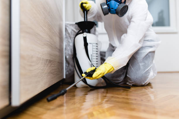 Expert Termite Treatment to Protect Your Property